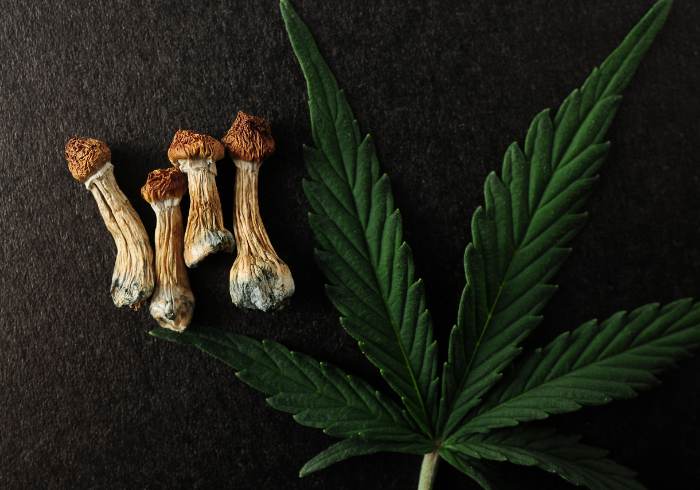 Psychedelics and Cannabis
